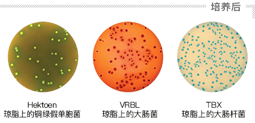 播种 - 均一模式接种 - 部分 2 ZH
